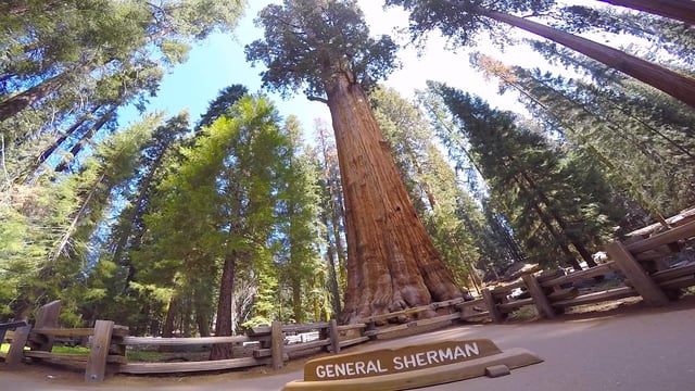 General Sherman Tree, Sequoia National Park, California